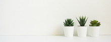 Wooden Desk Table Top With Tree Pot On White Wall, With Copy Space
