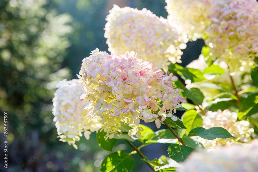 Blooming shrub white paniculata hydrangea (Hydrangea paniculata) in ...