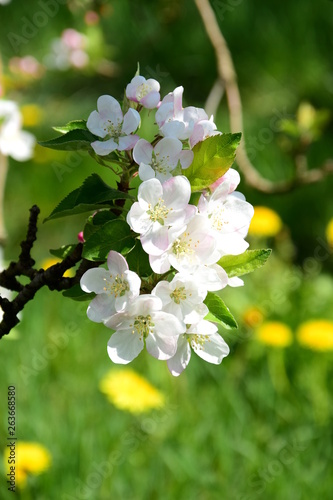 Apfelblute Blutezeit In Sudtirol Buy This Stock Photo And