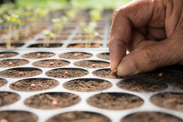 Poster - Farmer's hand planting seeds in soil in nursery tray