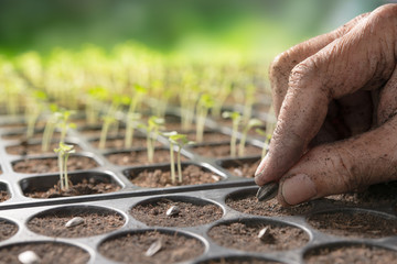 Poster - Farmer's hand planting seeds in soil in nursery tray