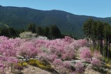 Fototapeta Kwiaty - 高見の郷　しだれ桜