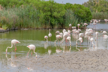 Wall Mural - Regional Nature Park of the Camargue