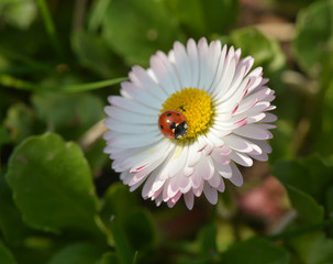  red ladybug on a flower