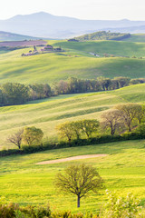 Sticker - Deciduous trees in a rolling landscape