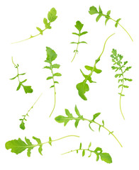 Wall Mural - Set of arugula leaves on white background