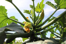 Schön, Einer Zucchinipflanze Beim Wachsen Zuzusehen Aus Der Perspektive Einer Maus, Lecker, Zucchini Gewächs Mit Blüte