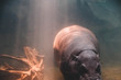 Nilpferd, Flusspferd, Hippopotamidae, Unterwasser, wasser, baby, tauchen, Hintergrund, verspielt