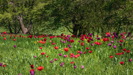 Wall Mural - Tulpenwiese