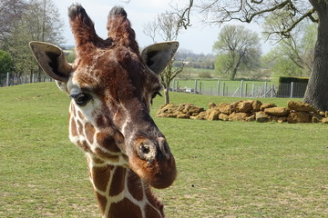 Giraffes at the zoo