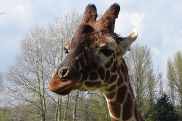 Giraffes at the zoo