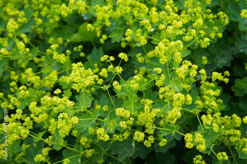 Cuadros en Lienzo Alchemilla mollis garden lady's-mantle plant with yellow flowers