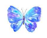 Fototapeta Motyle - Blue purple butterfly. Hand drawn watercolor illustration. Isolated on white background.