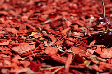 Red pine mulch on a flowerbed with roses close-up. Landscape design plots close-up. Beautiful mulching flower beds red pine shavings. Texture of natural pine mulch. Selective focus.