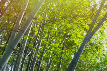 Bamboo Forest with sunlight in Chiang Rai, Thailand.