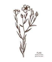 Hand drawn Flax illustration. Gluten free food. Agricultural plant drawing with seeds, leaves and flowers. Vegan and healthy. Great for packaging, label, icon. Lineart. Vector outlines. 