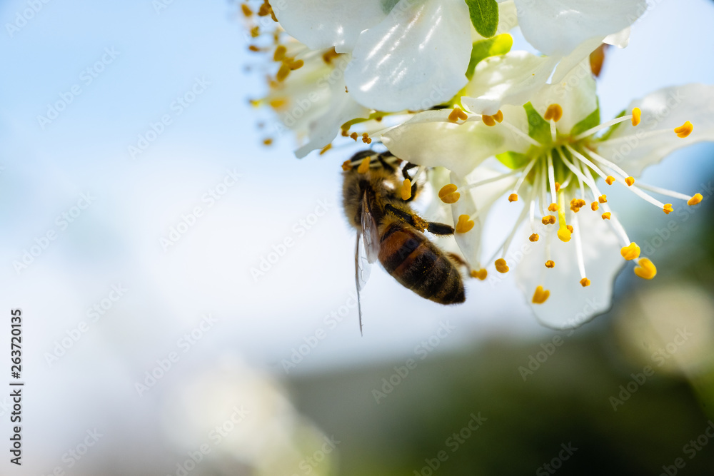 Close up detail shot of bee collecting pollen from fresh white blossoming flowers, spring, save the enviroment and endangered species concept, handheld 1080p Full HD shot - obrazy, fototapety, plakaty 