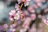 Fototapeta Londyn -  Spring flowering of trees with bokeh effect