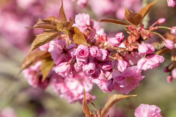 Wall Mural - pink flowers of a tree