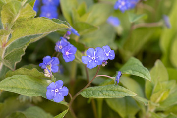 Wall Mural - blue blooming flower in the garden