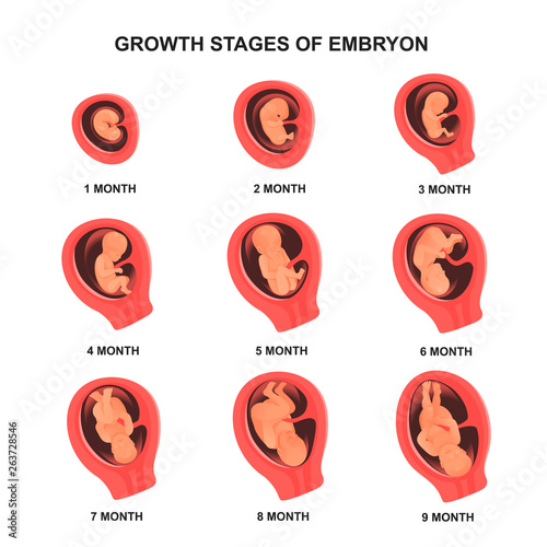 Fotografía Embryo growth stage set with names, medical poster