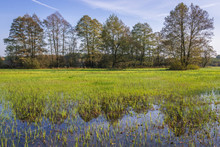 Flooded Meadows In Granica Village, Masovia Region Of Poland