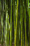 Fototapeta Dziecięca -  Bamboo forest. No people