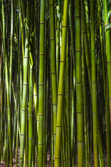  Bamboo forest. No people