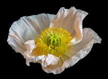 Floral Fine Art Still Life Detailed Color Macro Of A Single Isolated Wide Opened White Yellow Iceland Poppy Blossom Isolated On Black Background In Surrealistic Vintage Painting Style