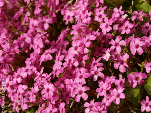 Oxalis articulés de couleur rose vif (Oxalis articulata) Poster Mural XXL