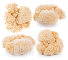 Lion Mane Mushroom Isolated On White Background