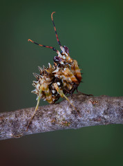 Canvas Print - Spiny Flower Mantis