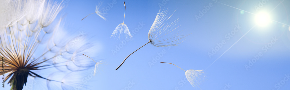 flying dandelion seeds on a blue background - obrazy, fototapety, plakaty 