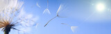 Fototapeta Dmuchawce - flying dandelion seeds on a blue background