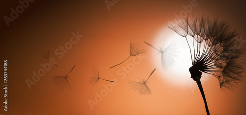 flying dandelion seeds on a sunset background