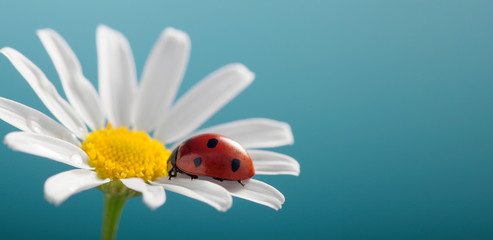 Wall Mural - ladybird on camomile flower