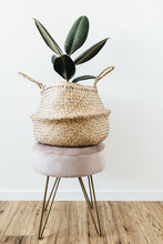 Home Plant Ficus Elastica Robusta In Straw Bag On Stool On White Background. Minimal Modern Interior Design.