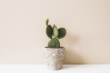 Closeup Of Cactus In Flowerpot On Beige Background. Minimal Neutral Interior Design Floral Composition.