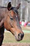 Fototapeta Konie - Portrait of a bay horse in spring