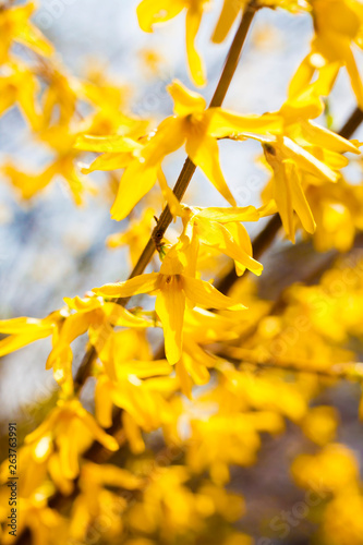 Fotomural Branch of flowering Forsythia closeup