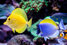 Paracanthurus Hepatus, Blue Tang (Acanthurus Leucosternon) And Zebrasoma Flavescens  In Home Coral Reef Aquarium. Selective Focus