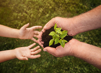 Wall Mural - close up of senior hands giving small plant to a child over defocused green background with copy spa
