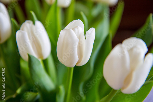 Dekoracja na wymiar  bukiet-bialych-tulipanow-na-stole