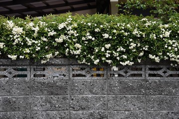 Wall Mural - Banksia rose (Rosa banksiae)