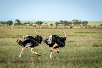 ostrich on the run