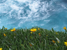 Dark Yellow Flowers On A Cliff And Blue Ocean