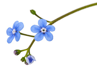 Blue flower of brunnera,  forget-me-not, myosotis, isolated on a white background