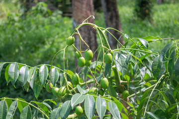 plant in the garden