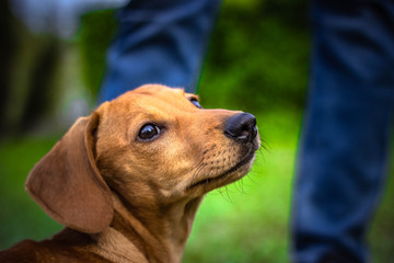 Dachshund puppy red in bright grass in the sunlight