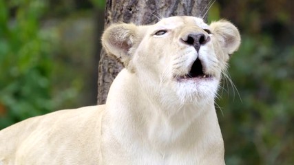 Wall Mural - female white lion face close up